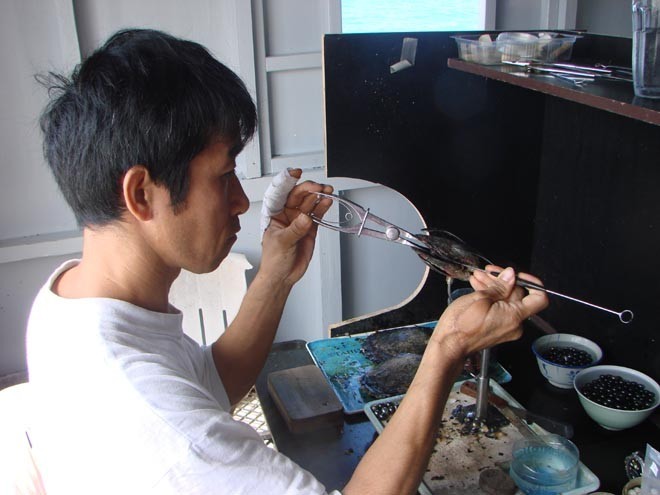 Expert at work - Japanese grafter © BW Media